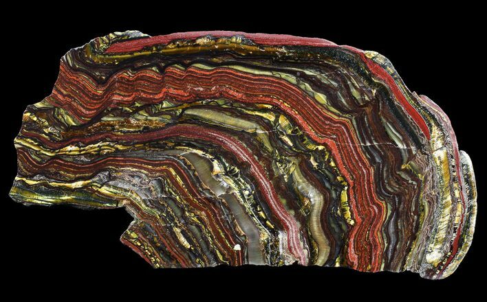 Polished Tiger Iron Stromatolite - ( Billion Years) #65332